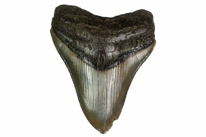 Serrated, Fossil Megalodon Tooth - Georgia #159731